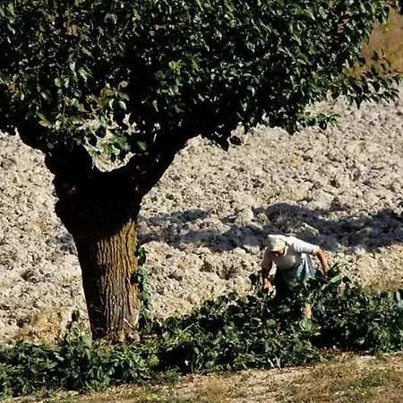Orto Di Oliva - Charming
